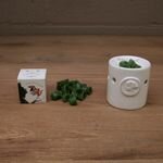 pastilles-parfumees-senteur-bayberry-sachet-24-grammes