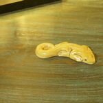 aimant-gecko-ocre